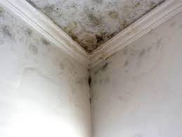 Environmental Consulting for Mold Prevention in Valley Falls, SC